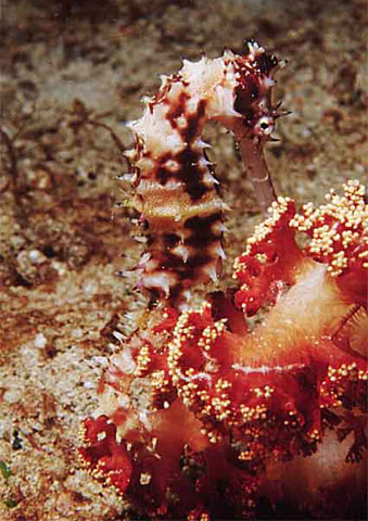 Hippocampus histrix