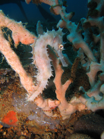 Hippocampus histrix