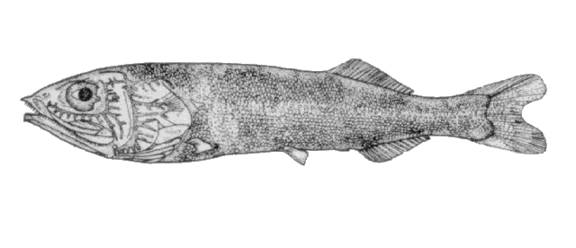 Holtbyrnia innesi