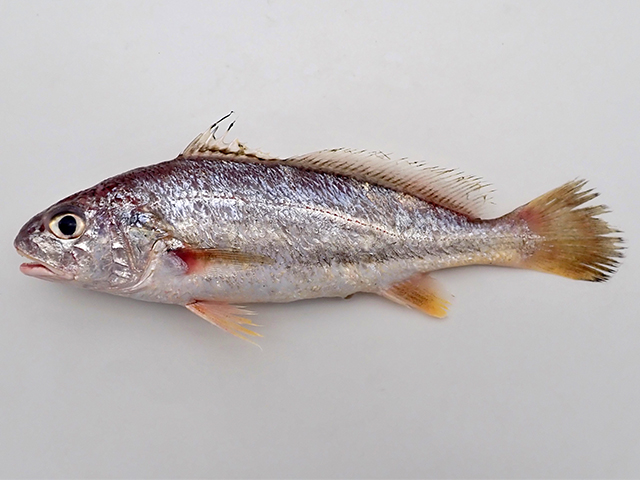 Johnius distinctus