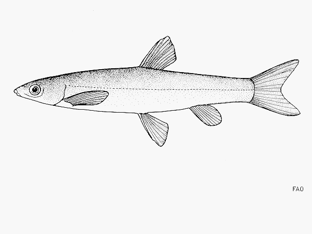 Kneria wittei