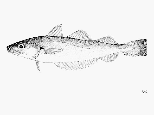 Merlangius merlangus