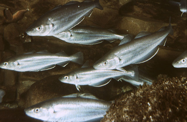 Merlangius merlangus