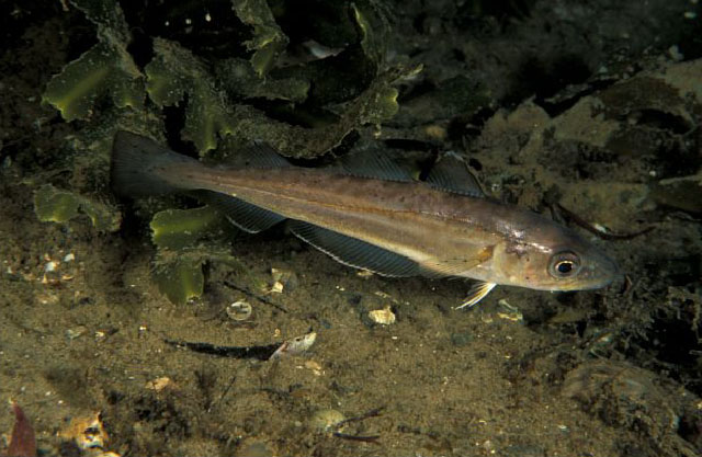 Merlangius merlangus