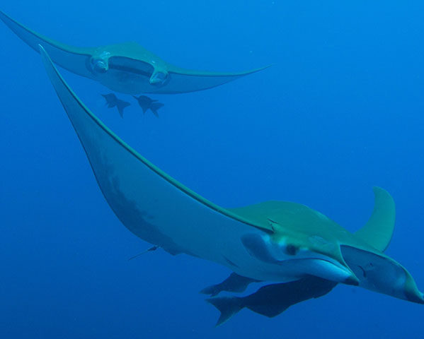 Mobula tarapacana