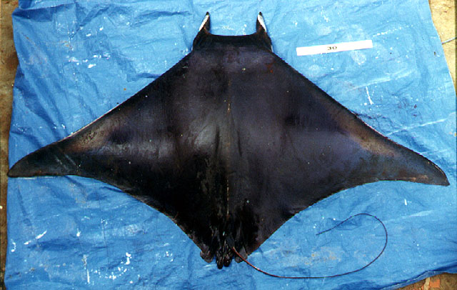 Mobula thurstoni