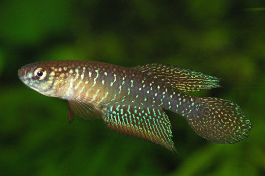 Nematolebias whitei