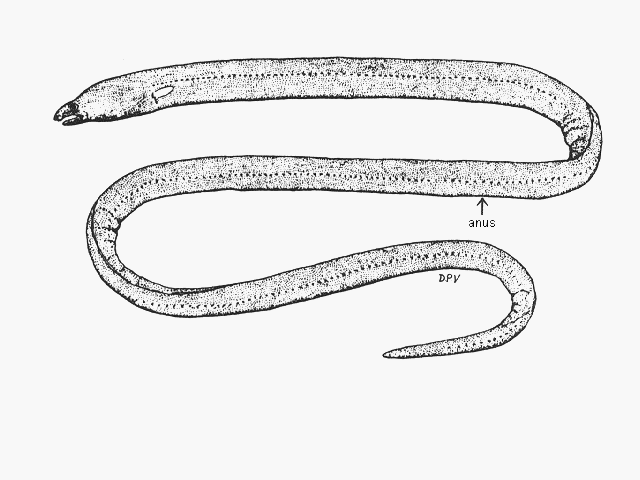 Ophichthus marginatus