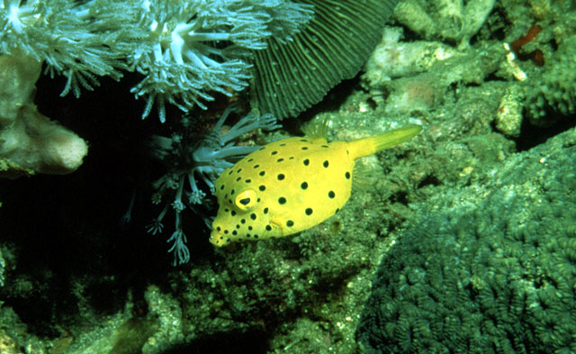 Ostracion cubicum