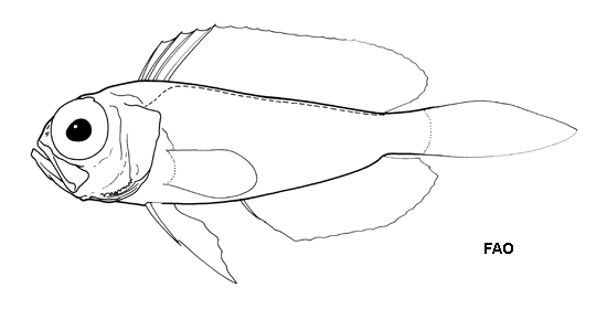 Owstonia macrophthalma