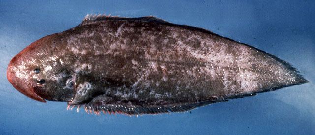 Paraplagusia bilineata