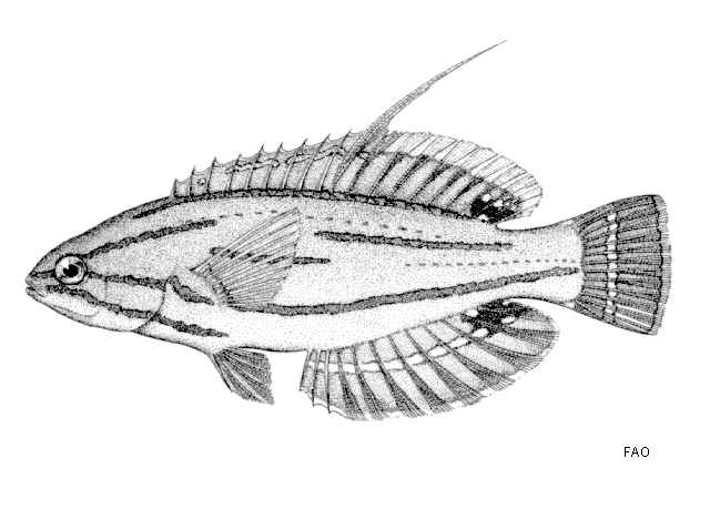 Paracheilinus mccoskeri