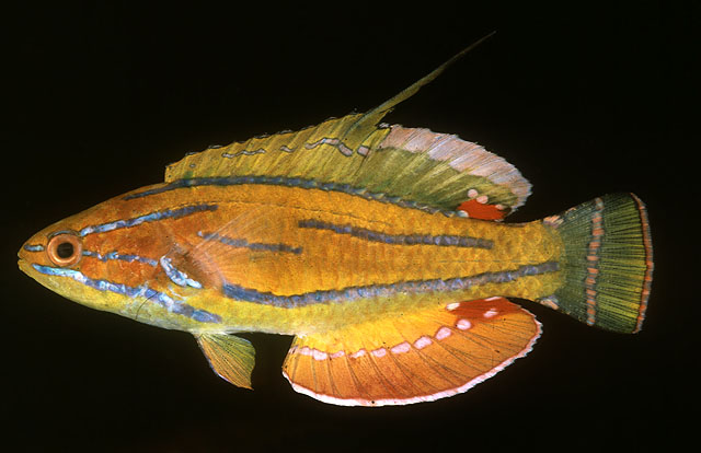 Paracheilinus mccoskeri