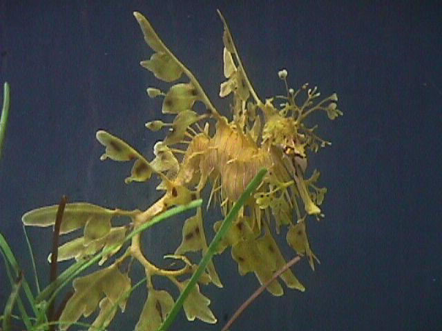 Phycodurus eques