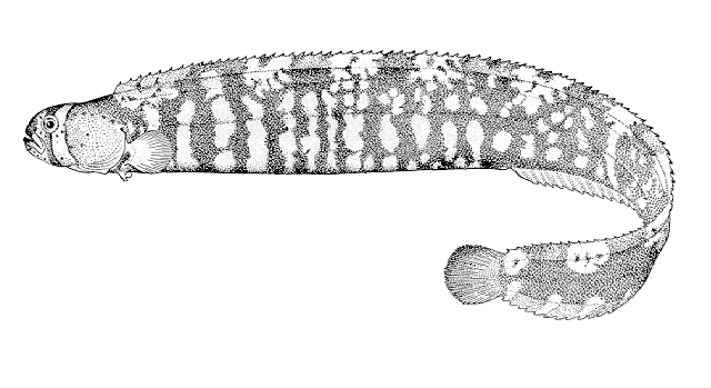 Pholis fasciata