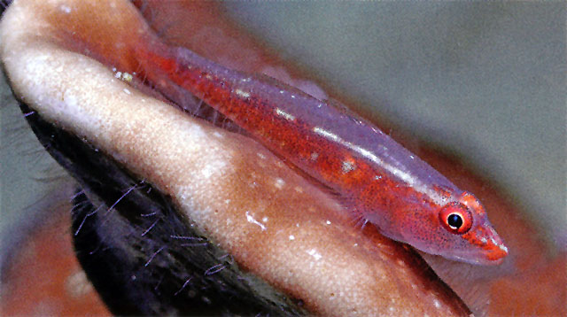 Pleurosicya mossambica