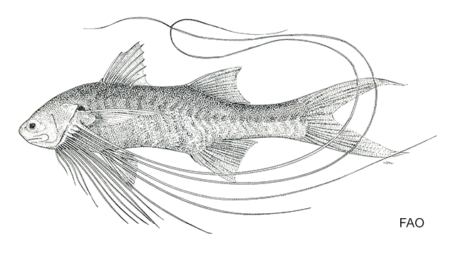 Polynemus kapuasensis