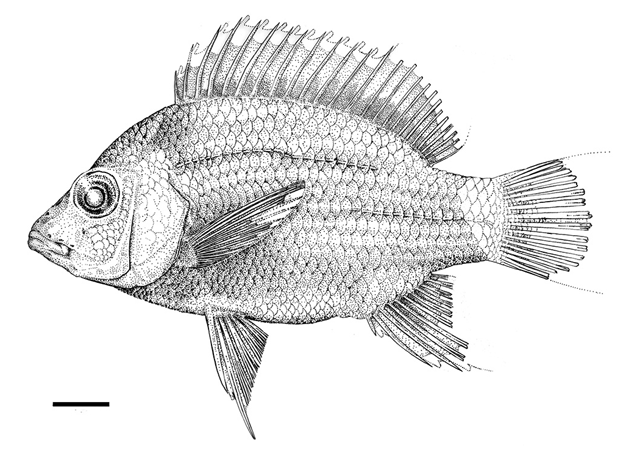 Ptychochromis onilahy
