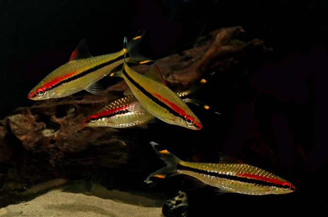 Dawkinsia denisonii