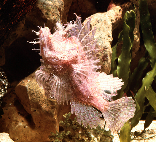 Rhinopias frondosa