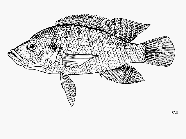 Serranochromis janus