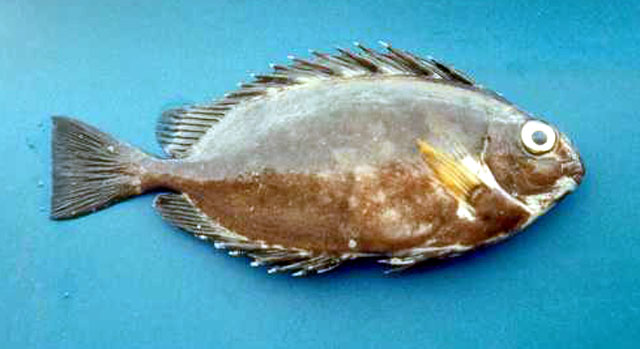 Silur_u6.jpg