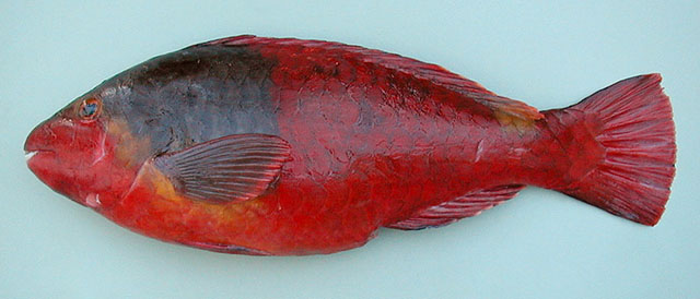 Sparisoma cretense