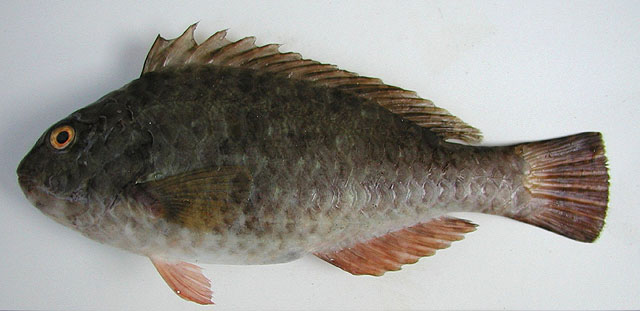Sparisoma cretense