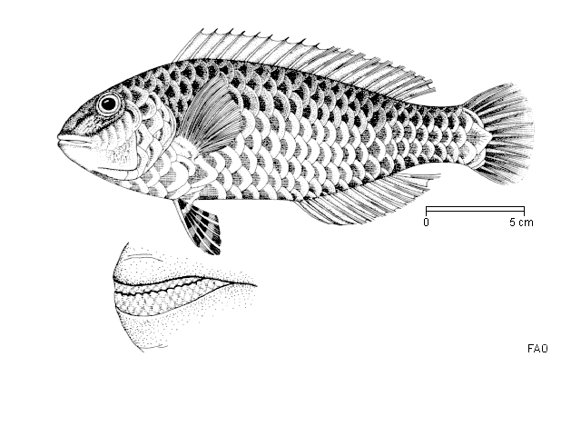 Sparisoma cretense