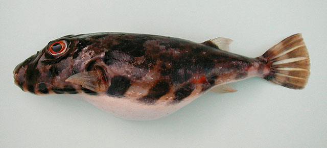 Sphoeroides marmoratus