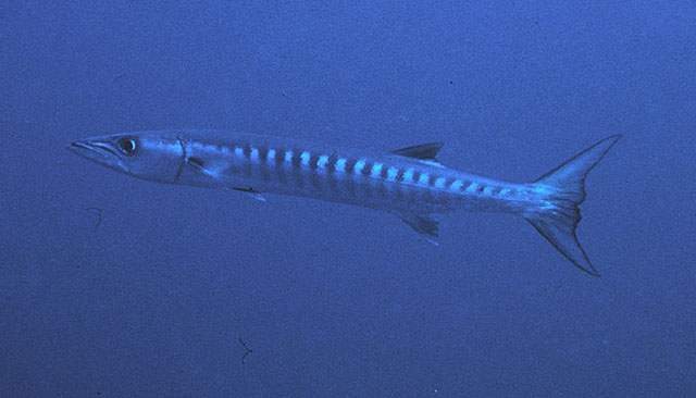 Sphyraena qenie