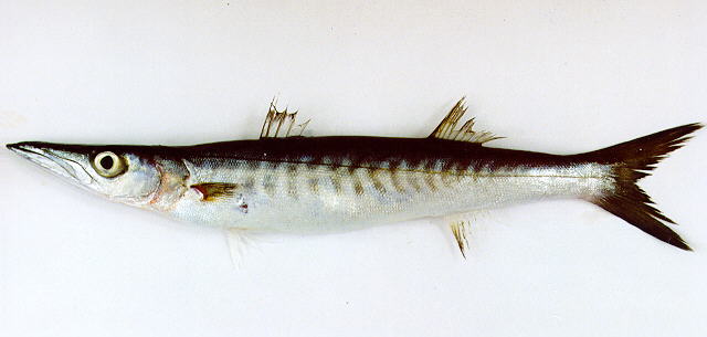 Sphyraena qenie