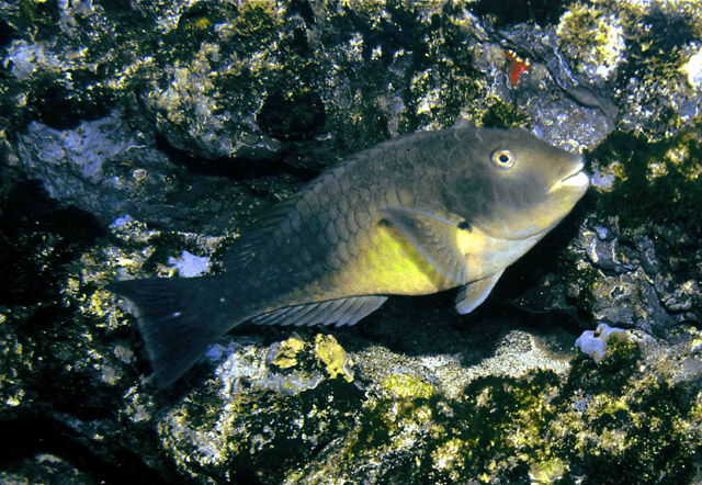 Sparisoma choati