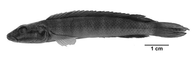 Teleogramma monogramma