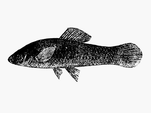Xiphophorus hellerii