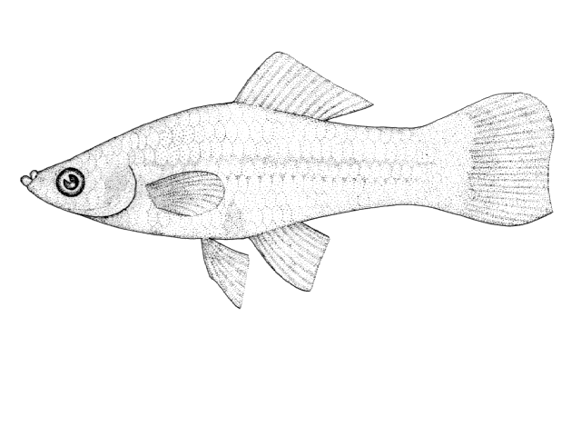 Xiphophorus hellerii