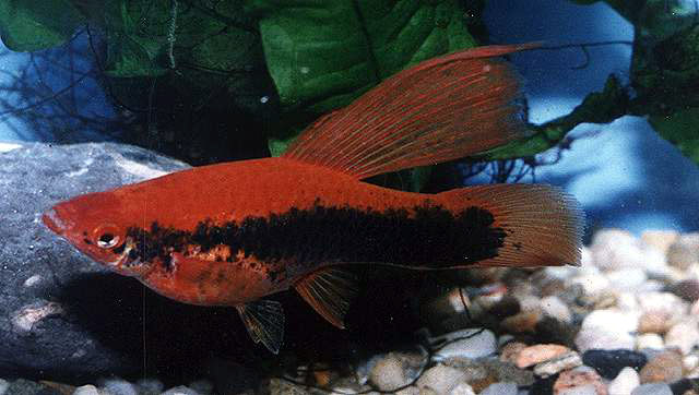 Xiphophorus hellerii