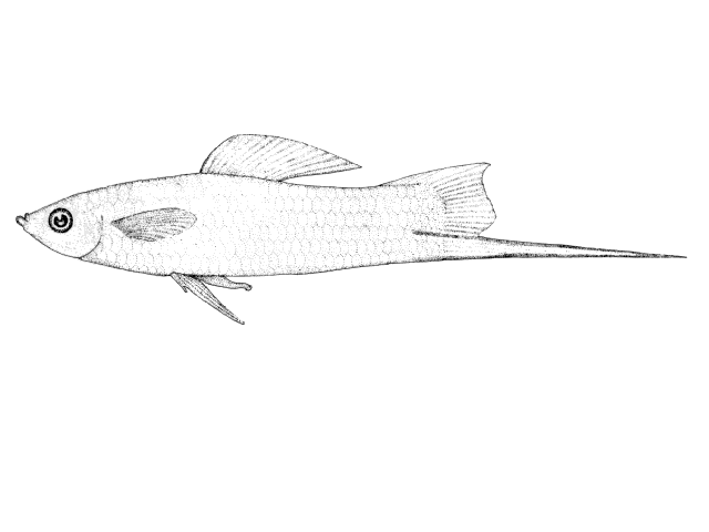 Xiphophorus hellerii