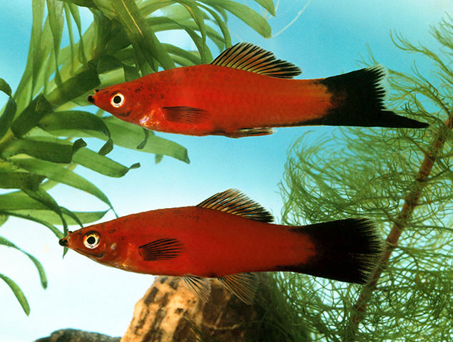Xiphophorus hellerii