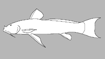 Image of Astroblepus putumayoensis 