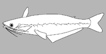Image of Trachelyopterus analis 