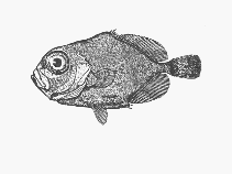 Image of Allocyttus guineensis (Guinea oreo)