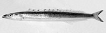 Image of Ammodytoides idai 