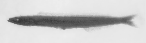Image of Ammodytoides leptus (Pitcairn Sandlance)