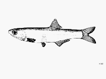 Image of Anchoa cubana (Cuban anchovy)