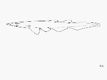 Image of Apristurus indicus (Smallbelly catshark)