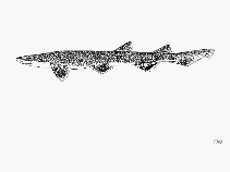 Image of Asymbolus vincenti (Gulf catshark)