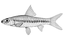 Image of Enteromius mediosquamatus 