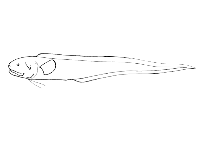 Image of Bassozetus oncerocephalus 
