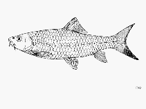 Image of Labeobarbus somereni 
